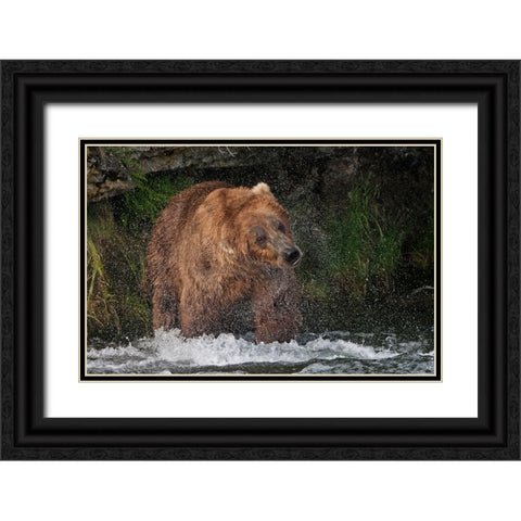 Brown Bear catching salmon at Brooks Falls-Katmai National Park-Alaska-USA Black Ornate Wood Framed Art Print with Double Matting by Su, Keren