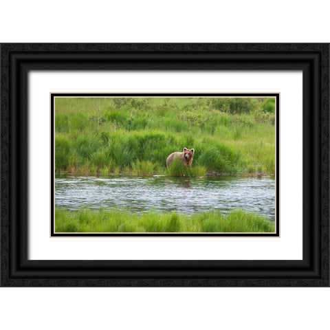 Brown Bear in Brooks River-Katmai National Park-Alaska-USA Black Ornate Wood Framed Art Print with Double Matting by Su, Keren