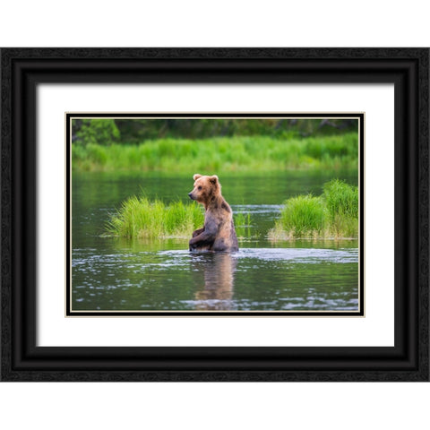 Brown Bear standing in Brooks River-Katmai National Park-Alaska-USA Black Ornate Wood Framed Art Print with Double Matting by Su, Keren