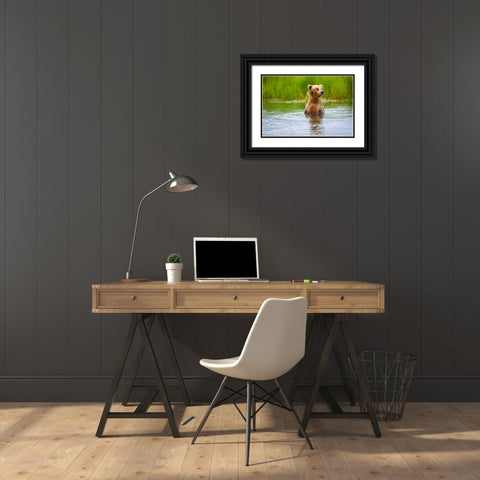 Brown Bear standing on Brooks River-Katmai National Park-Alaska-USA Black Ornate Wood Framed Art Print with Double Matting by Su, Keren