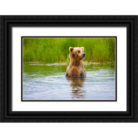 Brown Bear standing on Brooks River-Katmai National Park-Alaska-USA Black Ornate Wood Framed Art Print with Double Matting by Su, Keren