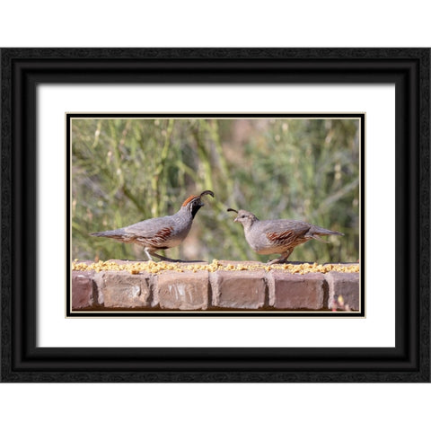 USA-Arizona-Buckeye-Pair of Gambels quail feeding on brick wall Black Ornate Wood Framed Art Print with Double Matting by Jaynes Gallery