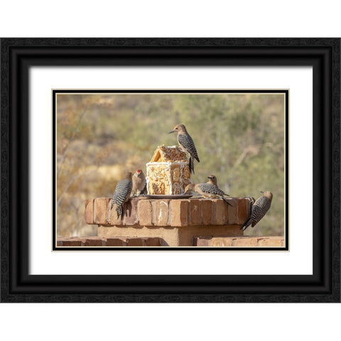 USA-Arizona-Buckeye-Gila woodpeckers and house made with bird seed and suet Black Ornate Wood Framed Art Print with Double Matting by Jaynes Gallery