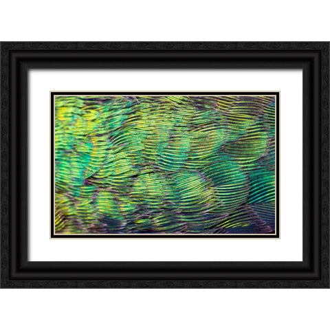 USA-Arizona-Close-up of hummingbird feathers Black Ornate Wood Framed Art Print with Double Matting by Jaynes Gallery