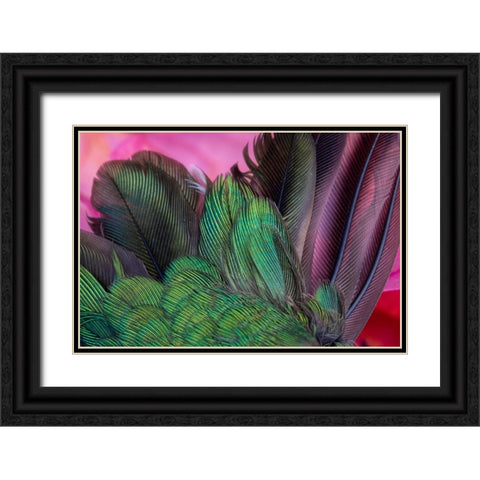 USA-Arizona-Close-up of hummingbird feathers Black Ornate Wood Framed Art Print with Double Matting by Jaynes Gallery