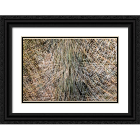 USA-Arizona-Phoenix-Yucca cactus abstract Black Ornate Wood Framed Art Print with Double Matting by Jaynes Gallery