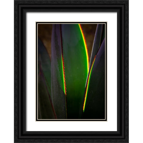 USA-Arizona-Phoenix-Backlit variegated agave cactus Black Ornate Wood Framed Art Print with Double Matting by Jaynes Gallery
