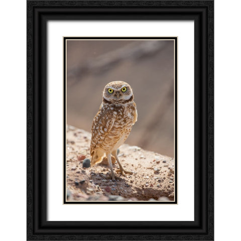 USA-Arizona-Burrowing owl close-up Black Ornate Wood Framed Art Print with Double Matting by Jaynes Gallery