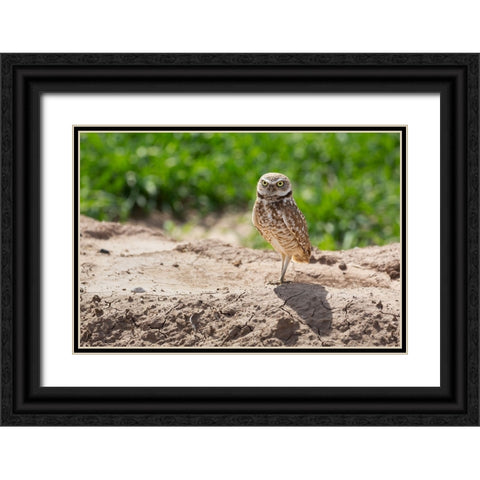 USA-Arizona-Burrowing owl close-up Black Ornate Wood Framed Art Print with Double Matting by Jaynes Gallery