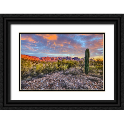 USA- Arizona- Catalina State Park. Sunset landscape with Catalina Mountains and desert. Black Ornate Wood Framed Art Print with Double Matting by Jaynes Gallery