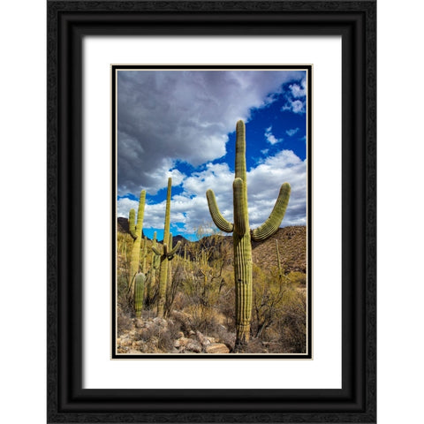 Saguaro Cactus in the Santa Catalina Mountains in Coronado National Forest in Tucson-Arizona-USA Black Ornate Wood Framed Art Print with Double Matting by Haney, Chuck
