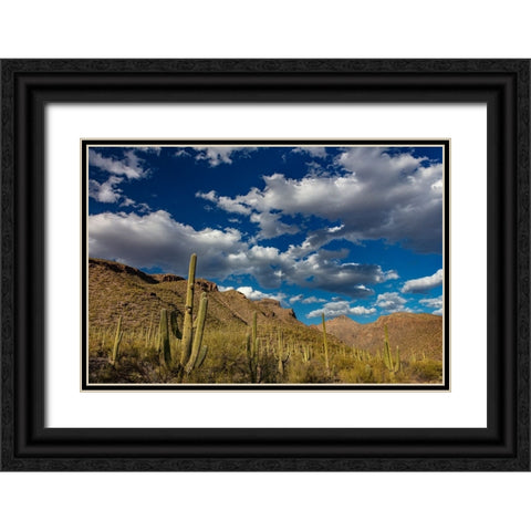 Saguaro Cactus in the Santa Catalina Mountains in Coronado National Forest in Tucson-Arizona-USA Black Ornate Wood Framed Art Print with Double Matting by Haney, Chuck