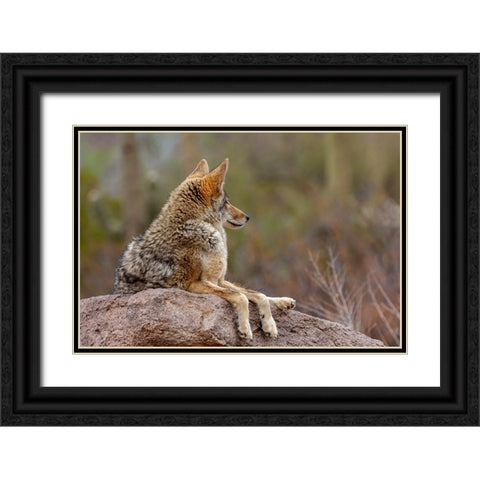 Coyote at the Arizona Sonoran Desert Museum in Tucson-Arizona-USA Black Ornate Wood Framed Art Print with Double Matting by Haney, Chuck