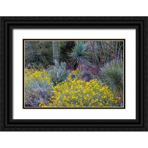 Spring floral desert gardens at the Arizona Sonoran Desert Museum in Tucson-Arizona-USA Black Ornate Wood Framed Art Print with Double Matting by Haney, Chuck