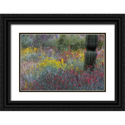 Spring floral desert gardens at the Arizona Sonoran Desert Museum in Tucson-Arizona-USA Black Ornate Wood Framed Art Print with Double Matting by Haney, Chuck