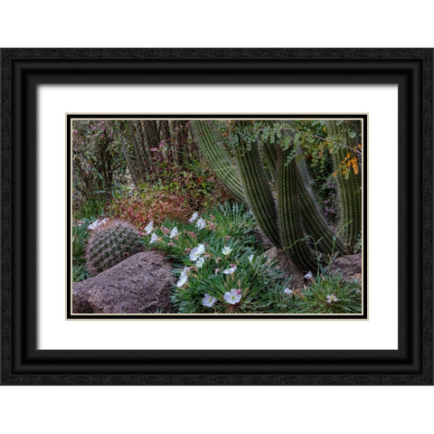 Spring floral desert gardens at the Arizona Sonoran Desert Museum in Tucson-Arizona-USA Black Ornate Wood Framed Art Print with Double Matting by Haney, Chuck