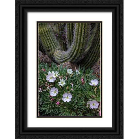 Spring floral desert gardens at the Arizona Sonoran Desert Museum in Tucson-Arizona-USA Black Ornate Wood Framed Art Print with Double Matting by Haney, Chuck