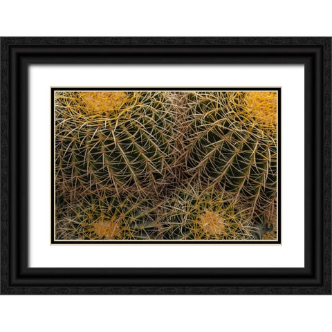 Golden Barrel Cactus at the Arizona Sonoran Desert Museum in Tucson-Arizona-USA Black Ornate Wood Framed Art Print with Double Matting by Haney, Chuck