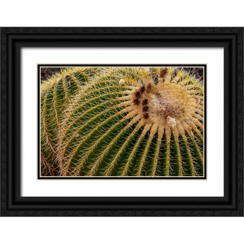 Golden Barrel Cactus at the Arizona Sonoran Desert Museum in Tucson-Arizona-USA Black Ornate Wood Framed Art Print with Double Matting by Haney, Chuck