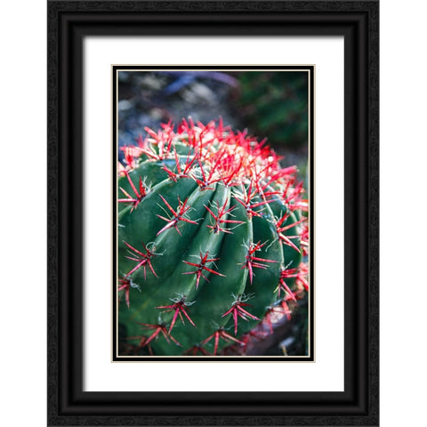 Apache Junction- Arizona- USA- Flowering cactus Black Ornate Wood Framed Art Print with Double Matting by Sienda, Jolly