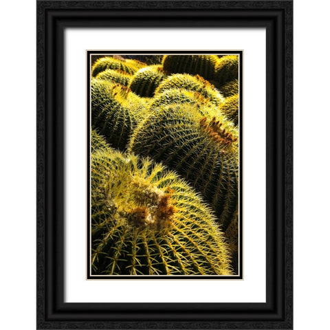 Apache Junction- Arizona- USA. Cactus Black Ornate Wood Framed Art Print with Double Matting by Sienda, Jolly