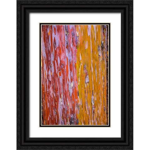 Sedona- Arizona. Cottonwood tree Black Ornate Wood Framed Art Print with Double Matting by Sienda, Jolly