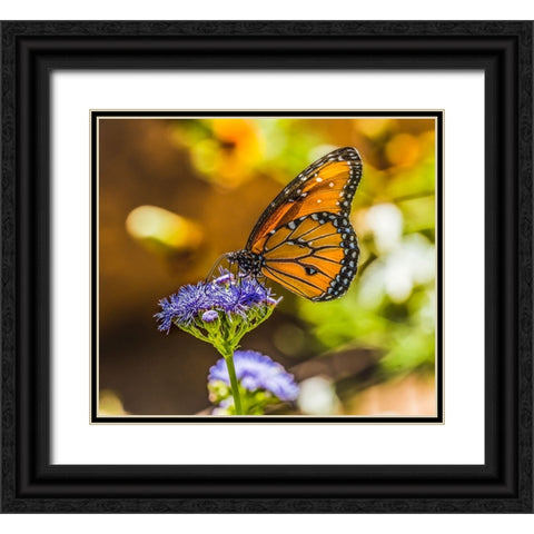 Queen butterfly on blue weed flower. Native to North and South America Black Ornate Wood Framed Art Print with Double Matting by Perry, William