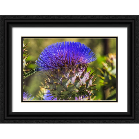 Artichoke thistle blooming- Desert Botanical Garden- Phoenix- Arizona. Black Ornate Wood Framed Art Print with Double Matting by Perry, William