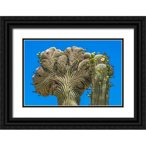 Crested Saguaro blooming- Desert Botanical Garden- Phoenix- Arizona. Black Ornate Wood Framed Art Print with Double Matting by Perry, William