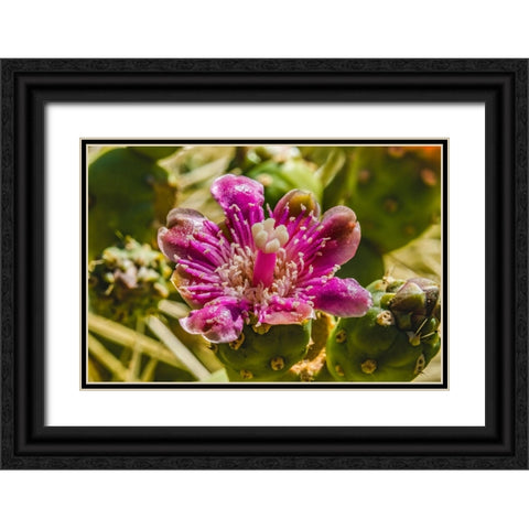 Pink blossom chain fruit cholla- Desert Botanical Garden- Phoenix- Arizona. Black Ornate Wood Framed Art Print with Double Matting by Perry, William