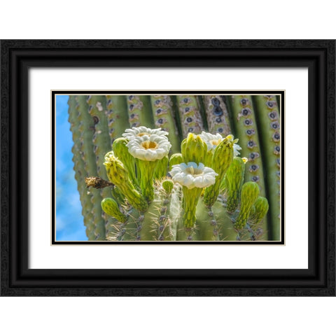 Saguaro cactus blooming- Desert Botanical Garden- Phoenix- Arizona. Black Ornate Wood Framed Art Print with Double Matting by Perry, William