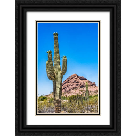 Saguaro cactus blooming- Brown Mountain- Desert Botanical Garden- Phoenix- Arizona. Black Ornate Wood Framed Art Print with Double Matting by Perry, William