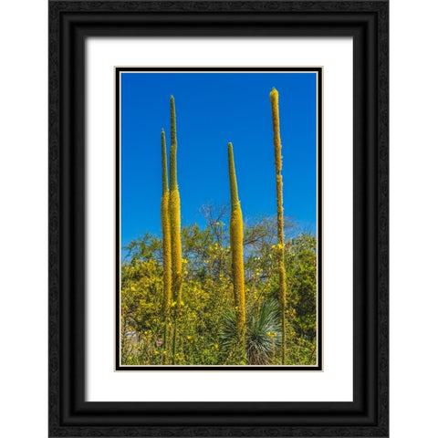 Thread Agaves blooming- Desert Botanical Garden- Phoenix- Arizona. Black Ornate Wood Framed Art Print with Double Matting by Perry, William