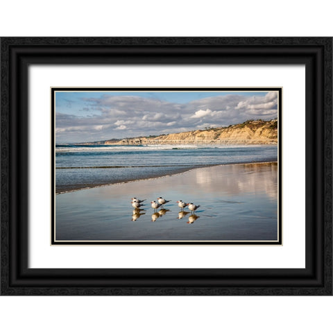 USA-California-La Jolla Royal terns and Scripps Pier at La Jolla Shores Black Ornate Wood Framed Art Print with Double Matting by Collins, Ann