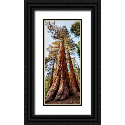 USA-California-Yosemite National Park Giant Sequoia trees in Mariposa Grove Black Ornate Wood Framed Art Print with Double Matting by Collins, Ann