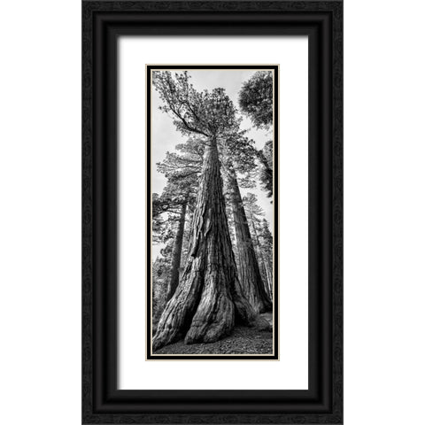 USA-California-Yosemite National Park Giant Sequoia trees in Mariposa Grove Black Ornate Wood Framed Art Print with Double Matting by Collins, Ann