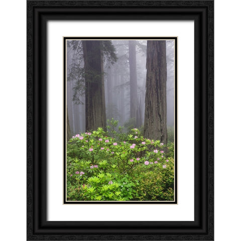Redwood trees and Pacific Rhododendron in fog-Redwood National Park-California Black Ornate Wood Framed Art Print with Double Matting by Jones, Adam