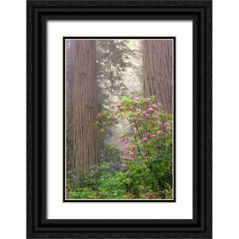 Redwood trees and Pacific Rhododendron in fog-Redwood National Park-California Black Ornate Wood Framed Art Print with Double Matting by Jones, Adam