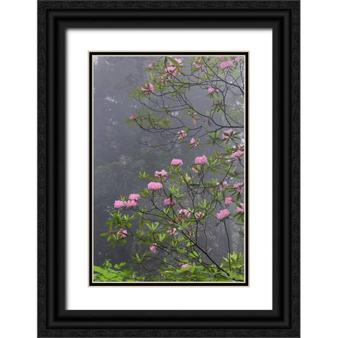 Redwood trees and Pacific Rhododendron in fog-Redwood National Park-California Black Ornate Wood Framed Art Print with Double Matting by Jones, Adam