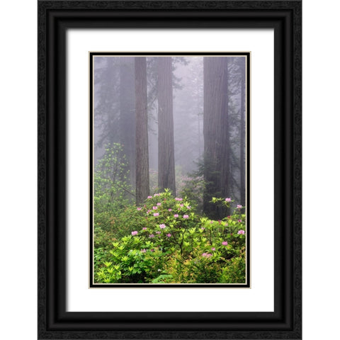 Redwood trees and Pacific Rhododendron in fog-Redwood National Park-California Black Ornate Wood Framed Art Print with Double Matting by Jones, Adam