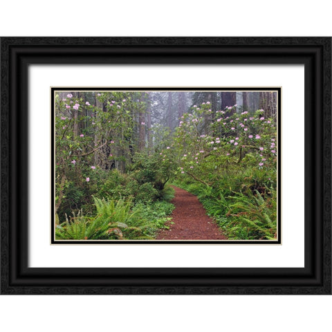 Footpath through Redwood trees and Pacific Rhododendron in fog Black Ornate Wood Framed Art Print with Double Matting by Jones, Adam