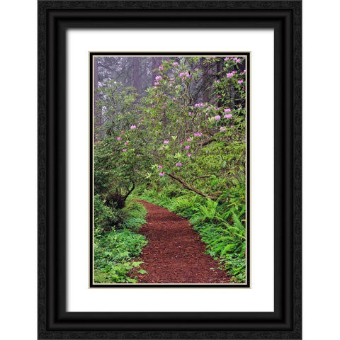 Footpath through Redwood trees and Pacific Rhododendron in fog Black Ornate Wood Framed Art Print with Double Matting by Jones, Adam