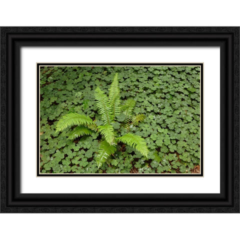 Fern among wood Sorrel Redwood National Park-California Black Ornate Wood Framed Art Print with Double Matting by Jones, Adam
