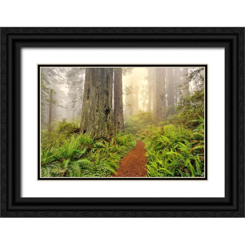 Footpath through Redwood trees and Pacific Rhododendron in fog Black Ornate Wood Framed Art Print with Double Matting by Jones, Adam