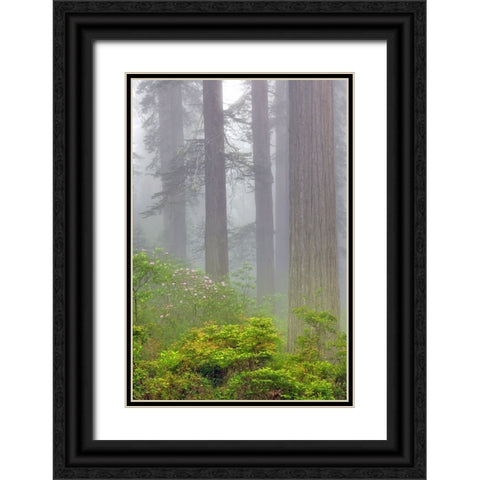 Redwood trees and Pacific Rhododendron in fog-Redwood National Park-California Black Ornate Wood Framed Art Print with Double Matting by Jones, Adam