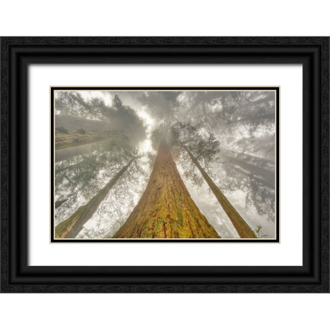 Fisheye view skyward of Redwood trees in fog Redwood National Park-California Black Ornate Wood Framed Art Print with Double Matting by Jones, Adam