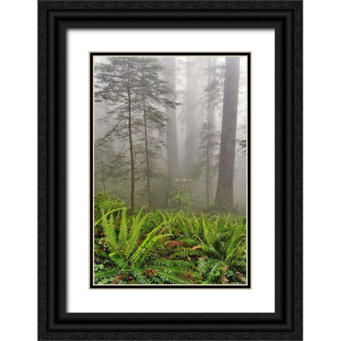 Redwood trees and ferns in fog Redwood National Park-California Black Ornate Wood Framed Art Print with Double Matting by Jones, Adam