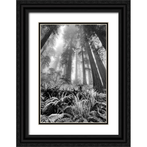 Fisheye view skyward of Redwood trees in fog Redwood National Park-California Black Ornate Wood Framed Art Print with Double Matting by Jones, Adam