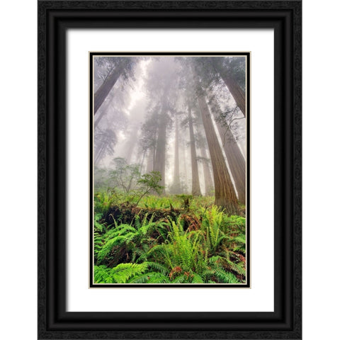Fisheye view skyward of Redwood trees in fog Redwood National Park-California Black Ornate Wood Framed Art Print with Double Matting by Jones, Adam