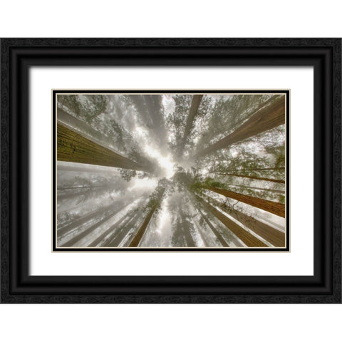 Fisheye view skyward of Redwood trees in fog Redwood National Park-California Black Ornate Wood Framed Art Print with Double Matting by Jones, Adam